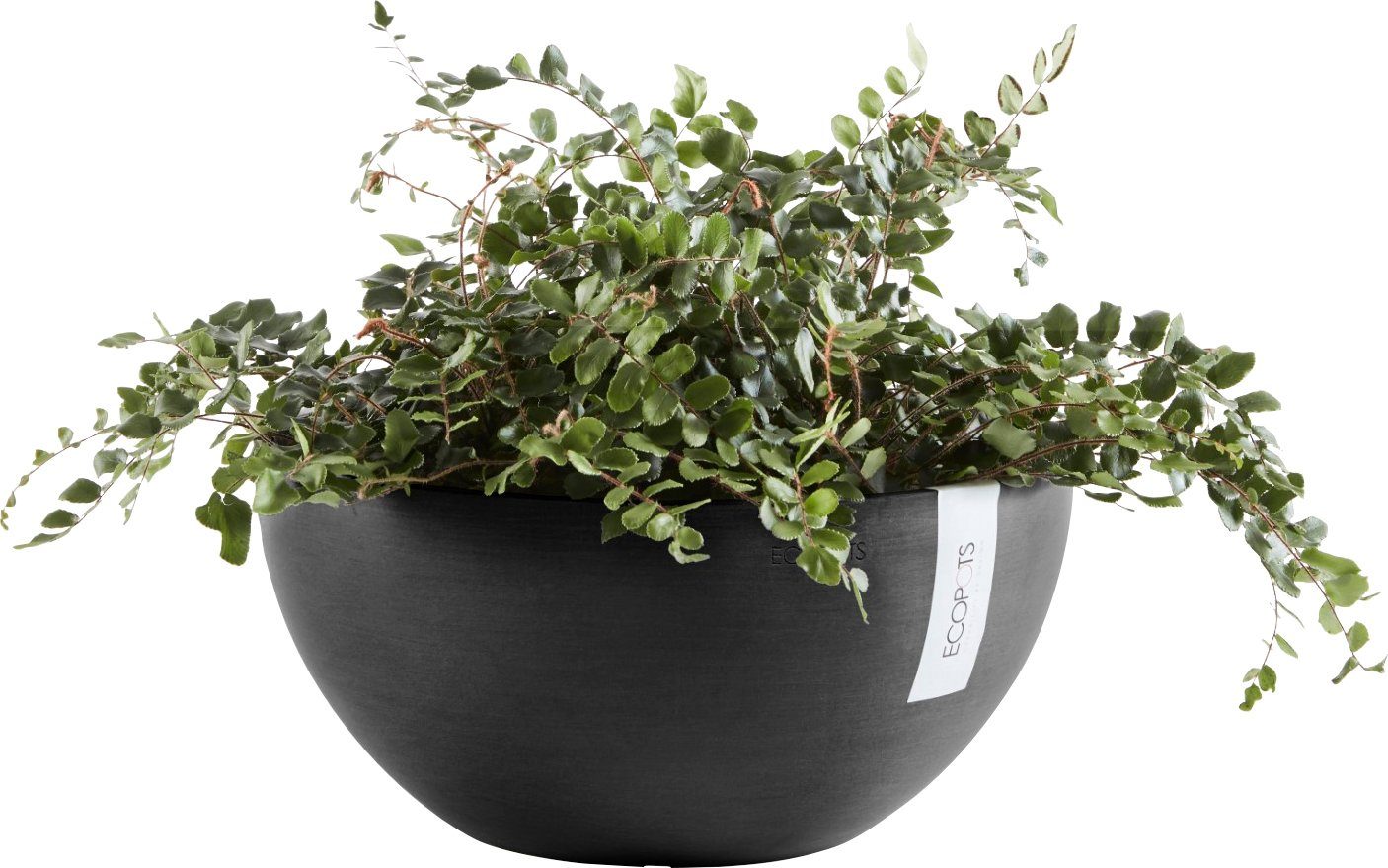 ECOPOTS Blumentopf BRUSSELS Dark Grey, BxTxH: 25x25x12 cm