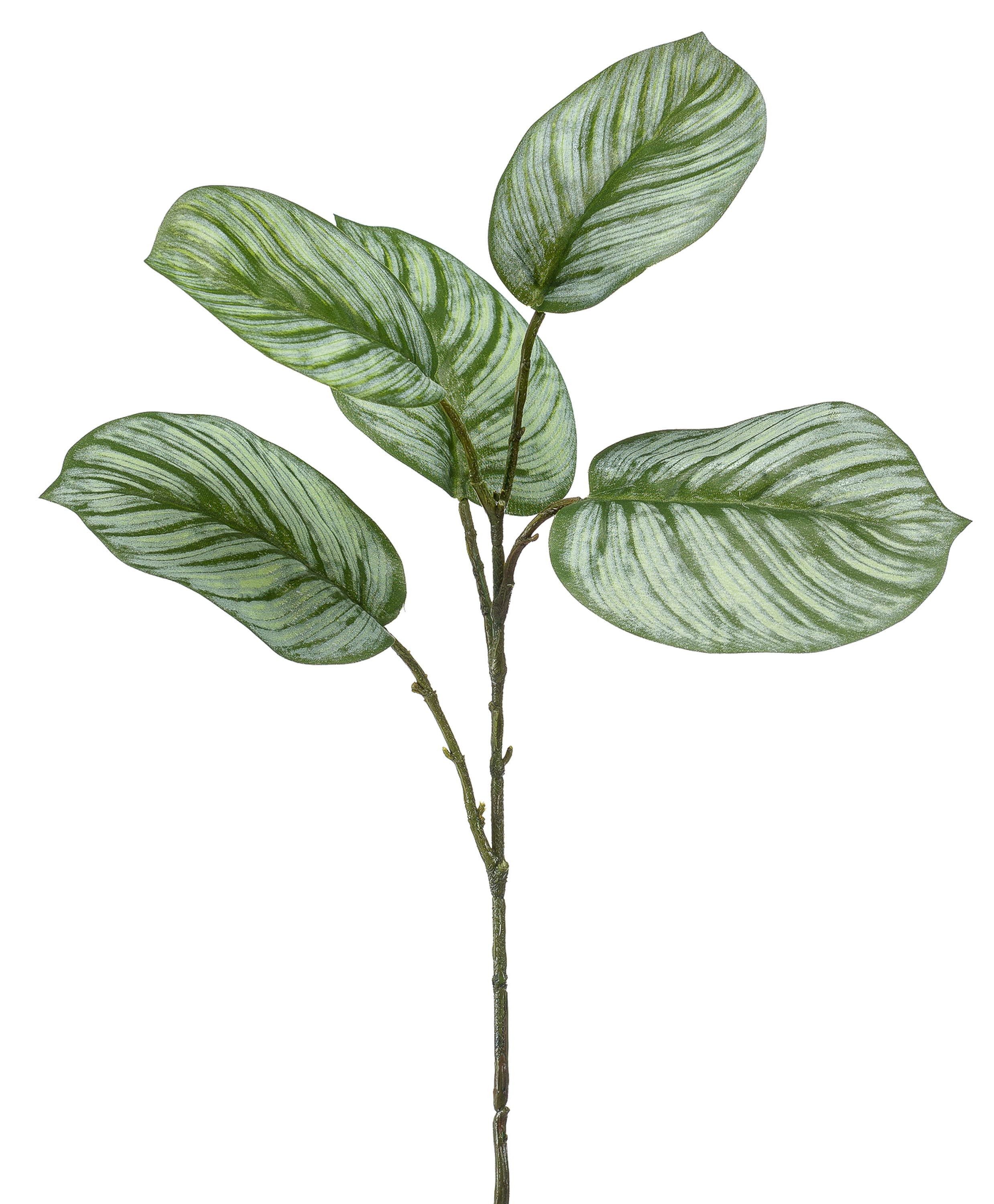 Kunstzweig Calathea Orbifolia ALNIYAT, grün-weiß, 75cm