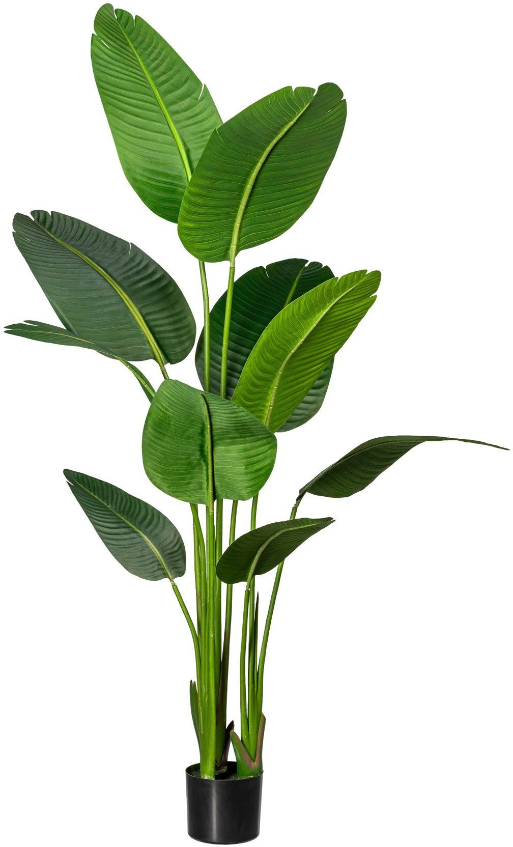 Künstliche Zimmerpflanze Strelitzia Strelitzia, Creativ green, Höhe 160 cm