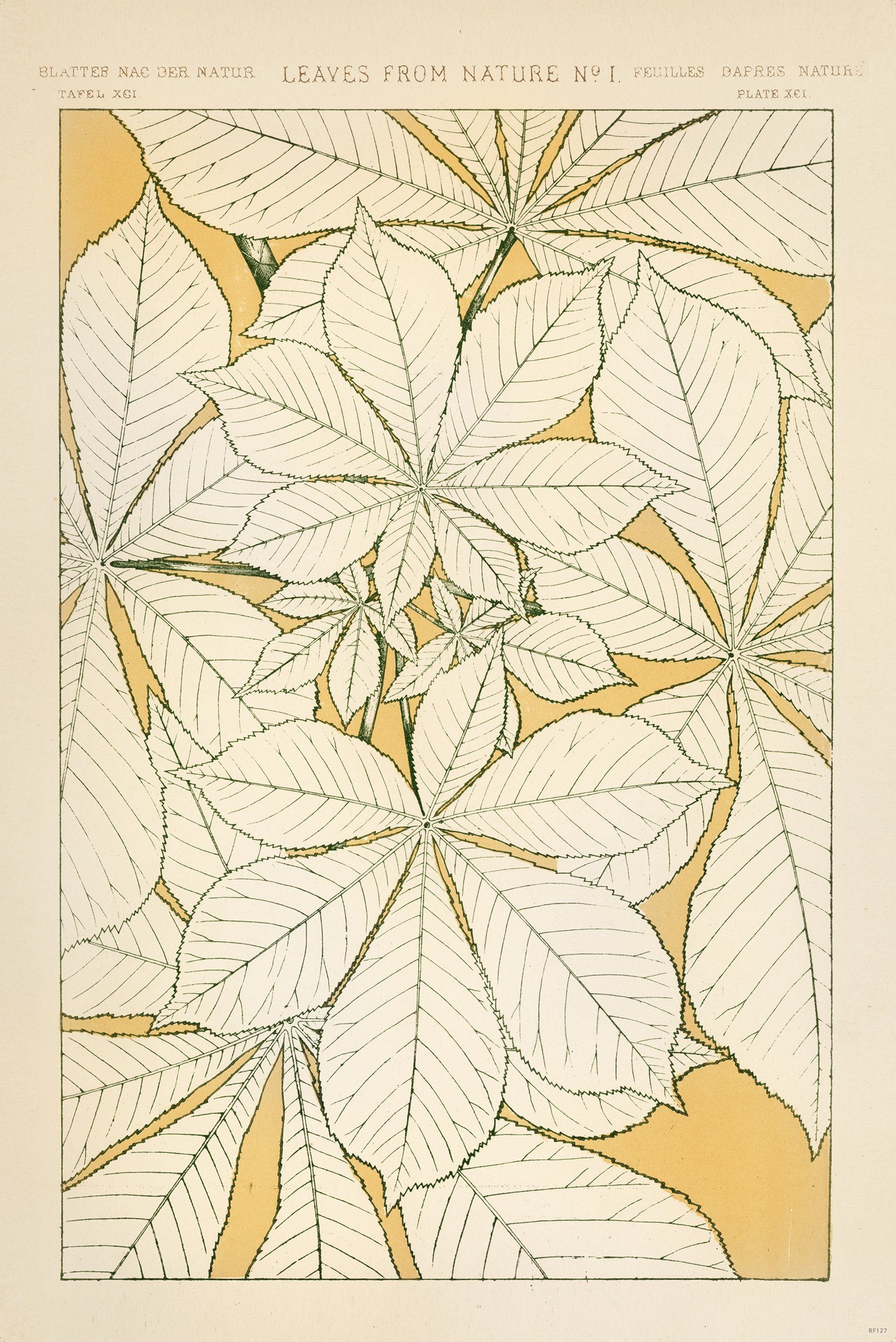 Close Up Poster Owen Jones Poster Blätter aus der Natur Nr.1 61 x 91,5 cm