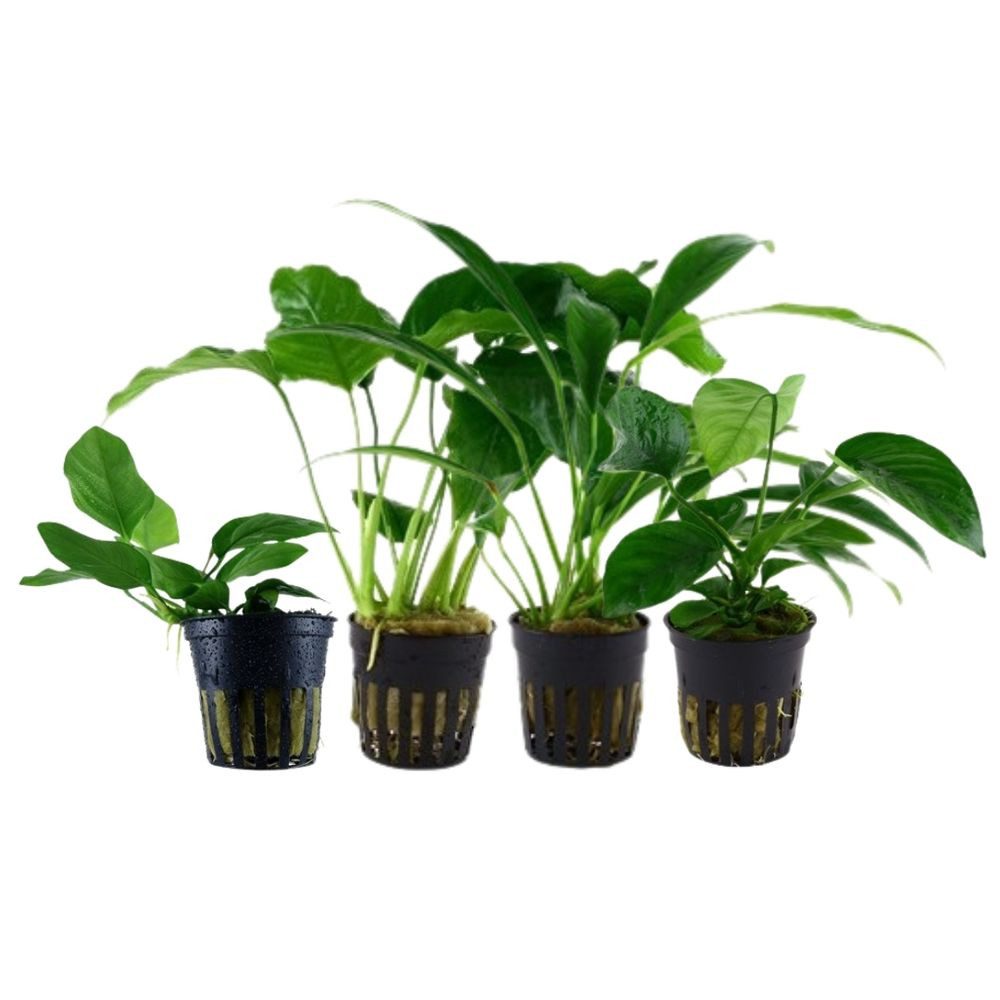 Aquaone Wasserpflanze Pflanzen Set mit 4 Anubias Aquariumpflanzen Set Nr.13 günstig online kaufen
