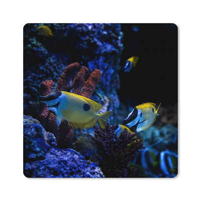 MuchoWow Gaming Mauspad Aquarienfische in einem Aquarium in Singapur. (1-St), Gaming, Rutschfester Unterseite, Mausunterlage, 80x80 cm, XXL, Großes
