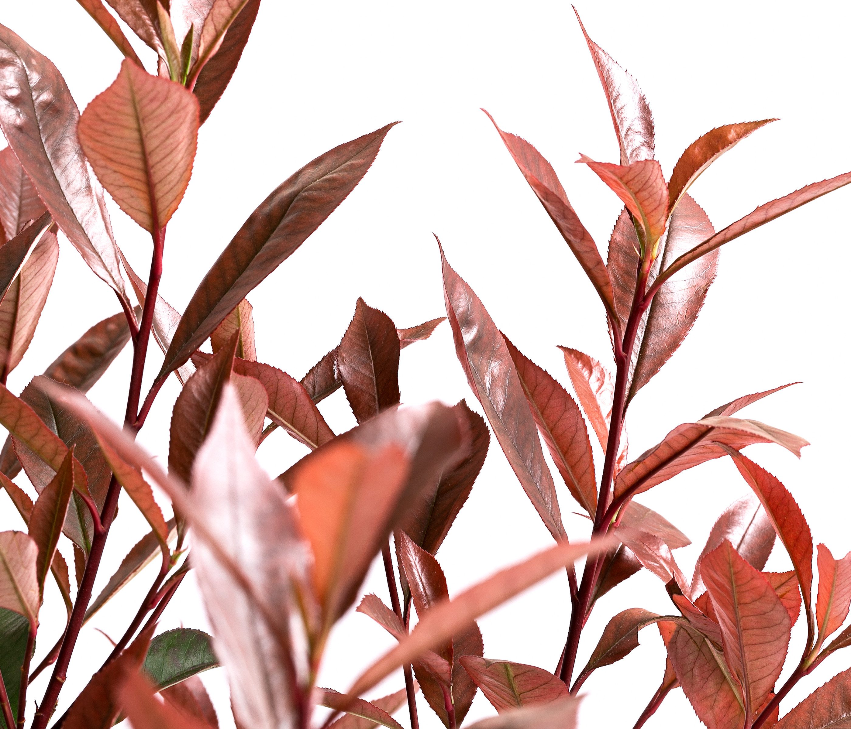 Dehner Hecken Glanzmispel Carre Rouge, Photinia fraseri, verschiedene Größen, immergrüner Strauch mit rotem Blattaustrieb