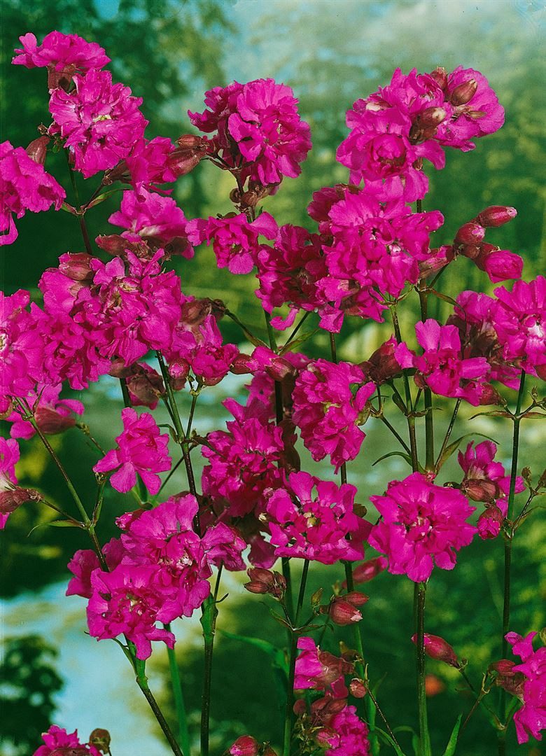 Pflanzen für Dich Staude Lychnis chalcedonica, 1 St., Brennende Liebe, Scharlachlichtnelke, Jerusalemer Kreuz, Maltanellke – Bild 3 von 5