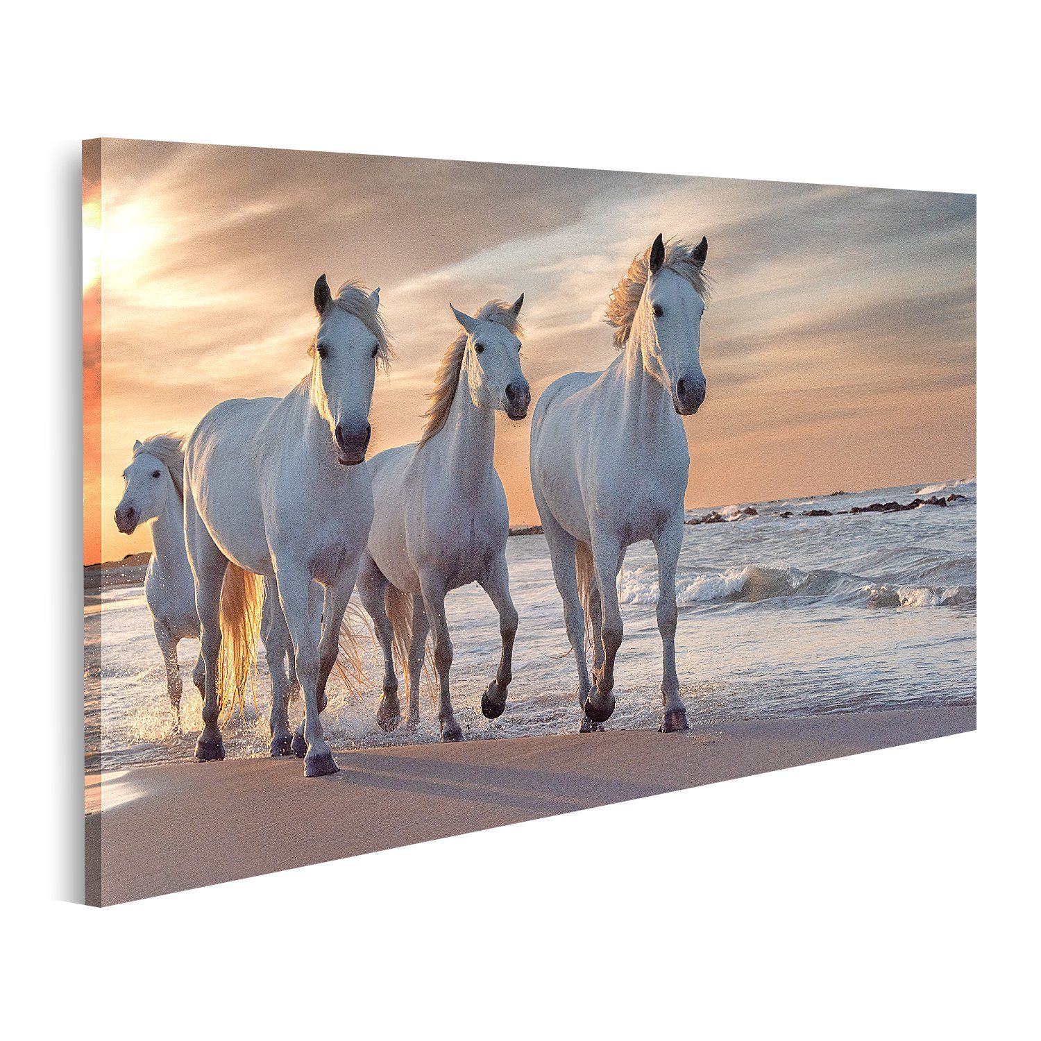 Leinwandbild Bild auf Leinwand Weiße Pferde Camargue Frankreich Herde Wandbild Post