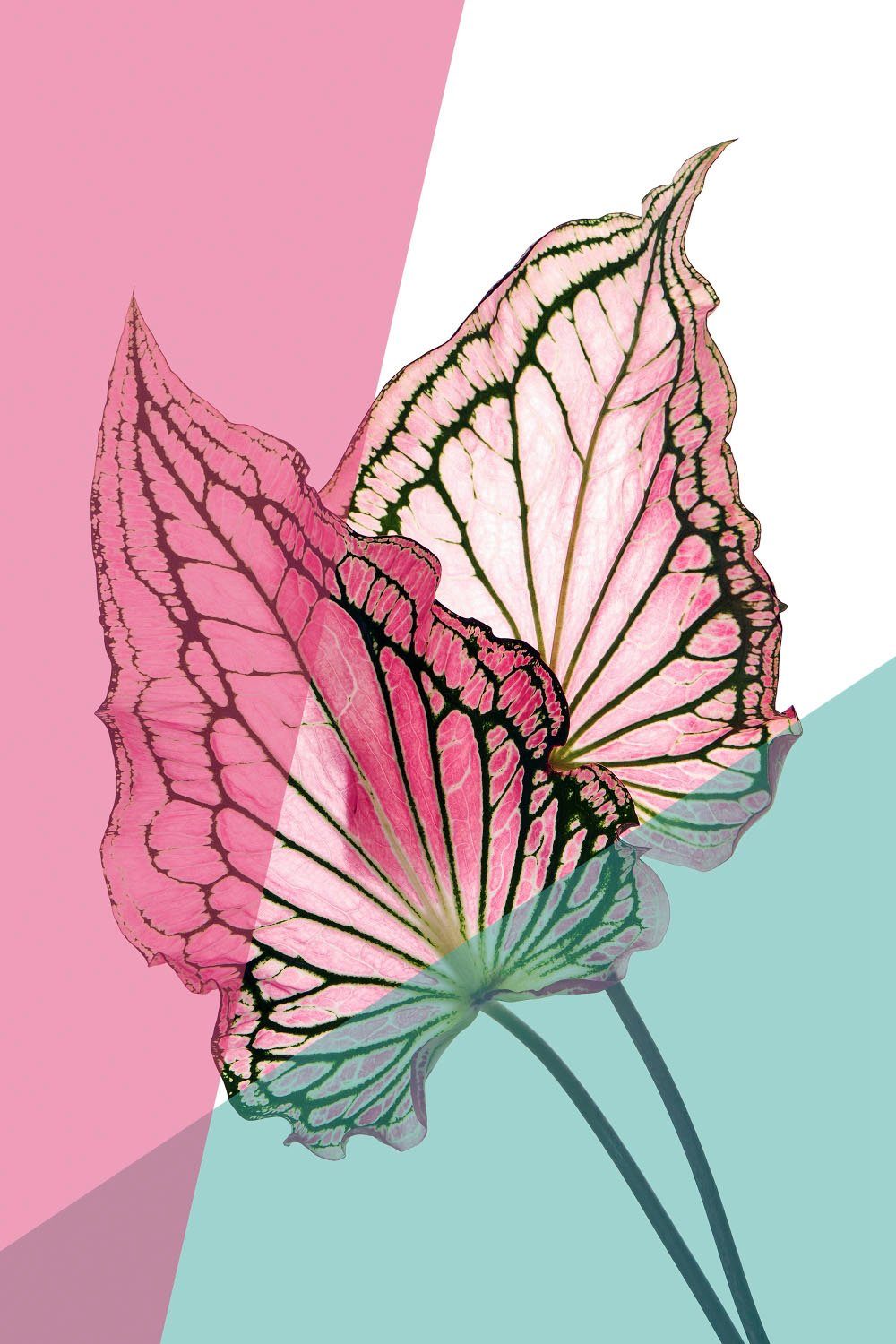 queence Acrylglasbild Blätter, Blätter, Blätterbilder, Kunst, Pflanzen, Pflanzenbilder, Fine Art-Print in Galeriequalität