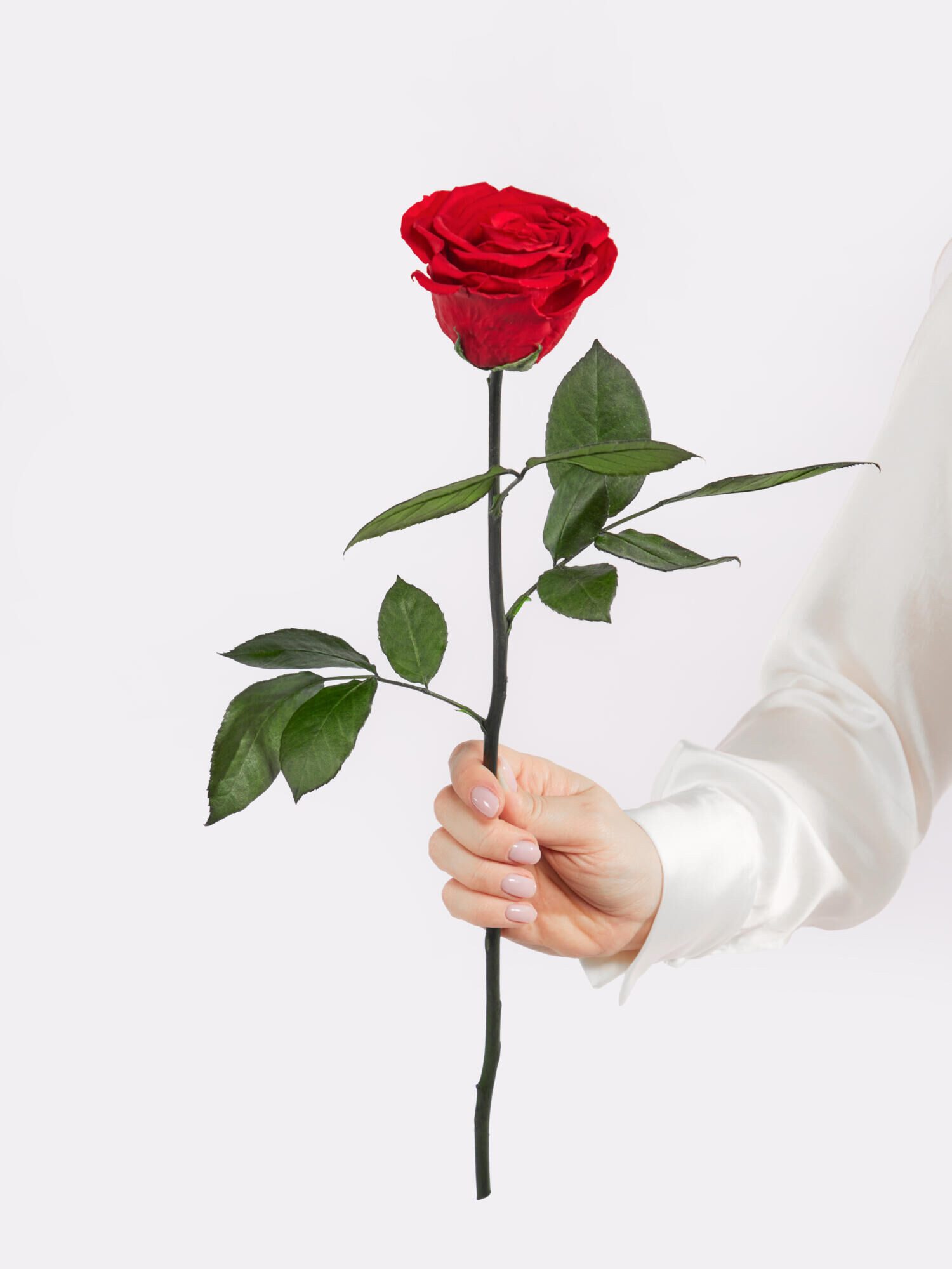 Fleurop Infinity-Rosen Infinity Rose: Forever Yours