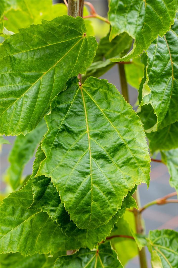 Pflanzen für Dich Gehölze Acer capillipes, 1 St., Rotstreifen-Ahorn, Schlangenhaut-Ahorn