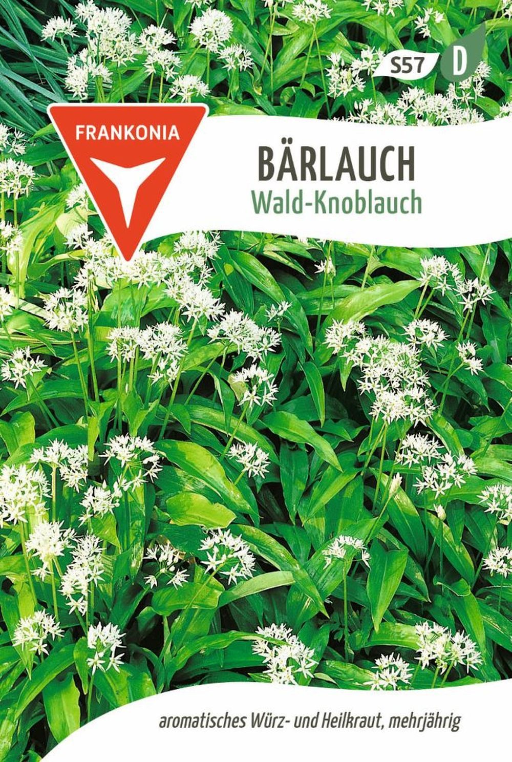 FRANKONIA Kräutersamen Bärlauch, Wald-Knoblauch - Kräuter-Samen Gewürz Saatgut Samen, Aium fistuosum