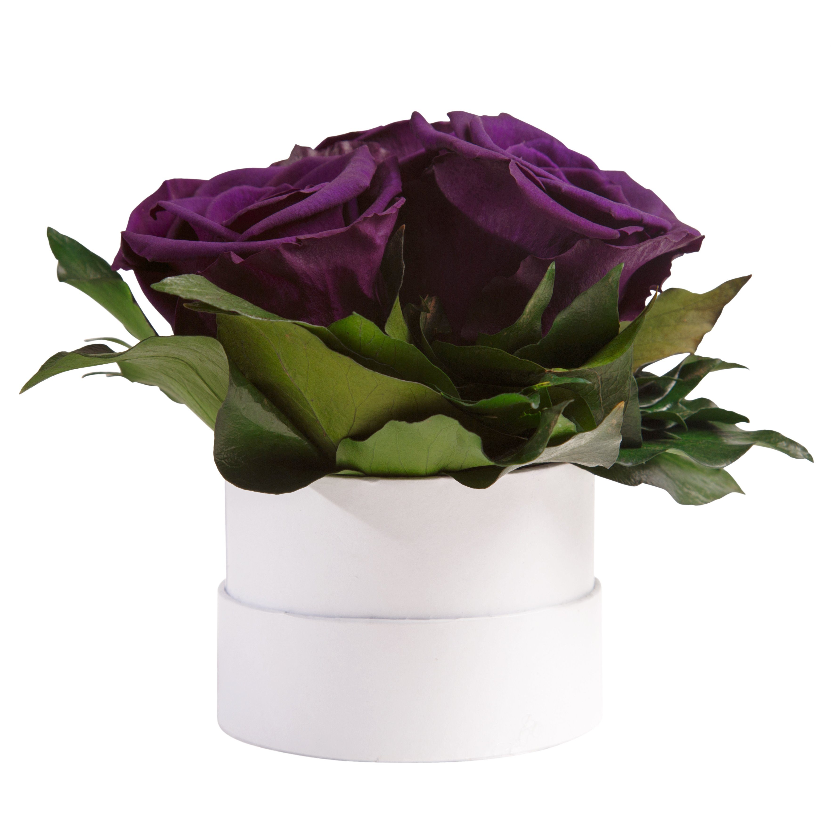 Rose, weiß echte Höhe Kunstblume konserviert ROSEMARIE Geschenk 10 Rosen Infinity rund Heidelberg, für SCHULZ cm, Rosen Rosenbox Sie 3 Dunkelviolett