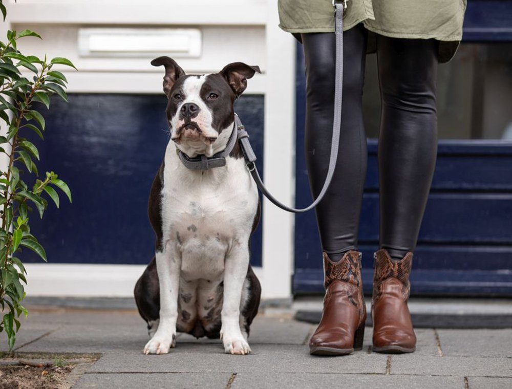Nobby Führleine Velours, Veloursleder, aus italienischen Rinderhäuten hergestellt (EU zertifiziert)