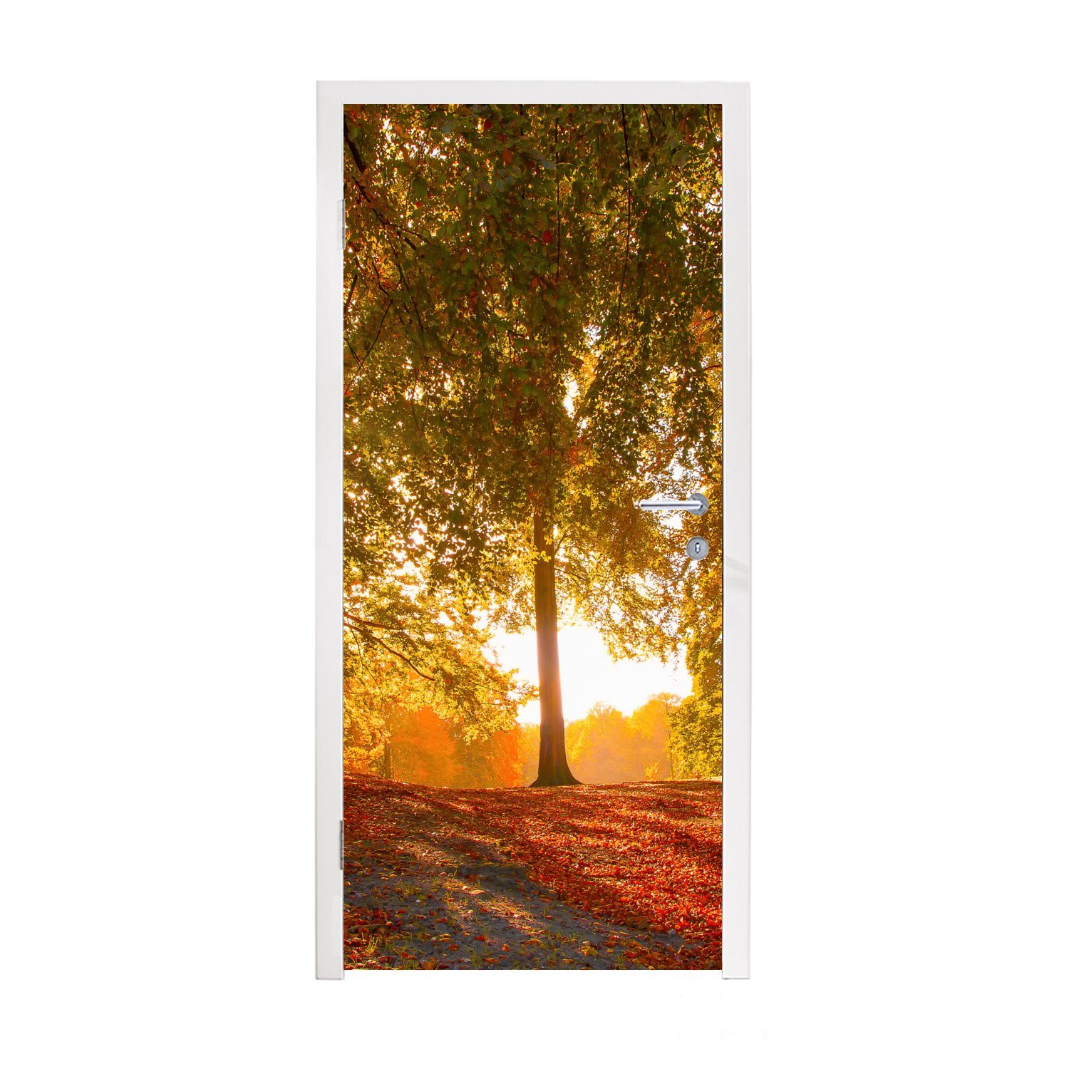 MuchoWow Türtapete Herbst - Licht - Wald, Matt, bedruckt, (1 St), Fototapete für Tür, Türaufkleber, 75x205 cm