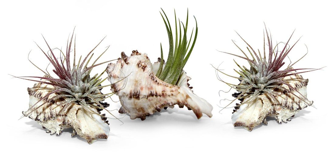 Hängedekoration Muschelset 3er mit echten Tillandsia