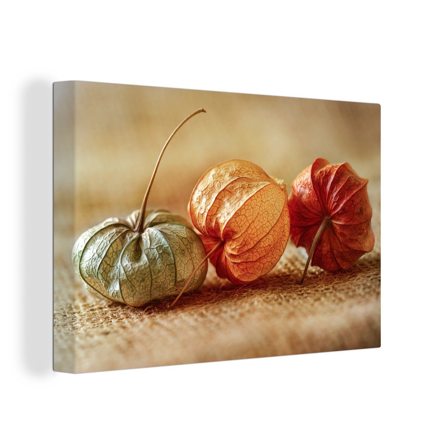 OneMillionCanvasses® Leinwandbild Chinesische Lampionpflanzen mit Herbstfärbung, (1 St), Wandbild Leinwandbilder, Aufhängefertig, Wanddeko, 30x20 cm