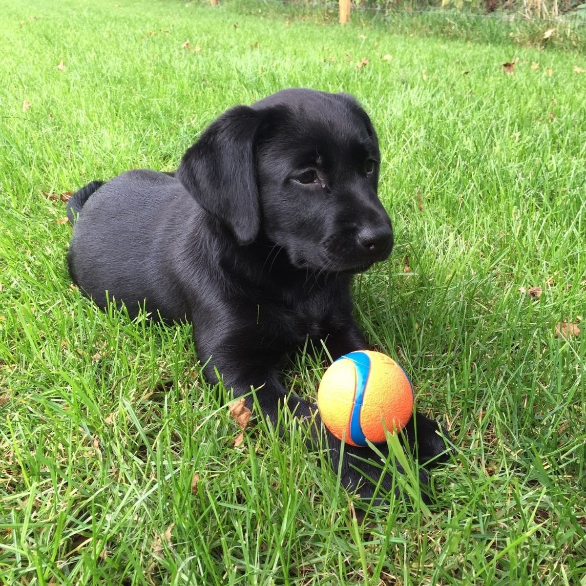 Chuckit Tierball Ultra Ball Small 5 cm 2er Pack für Hunde