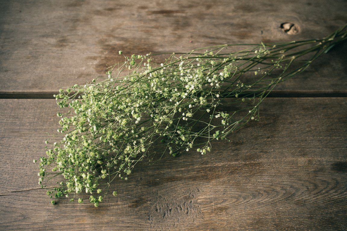 Trockenblume Schleierkraut Apfelgrün getrocknet im Bund ca. 50-60cm Gypsophila paniculata, NaDeco