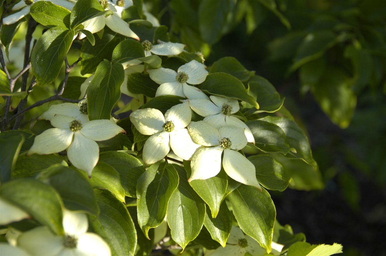 Pflanzen für Dich Gehölze Cornus kousa Wieting's Select, 1 St., Japanischer Blumen-Hartriegel, Chinesischer Blumen-Hartriegel – Bild 4 von 5