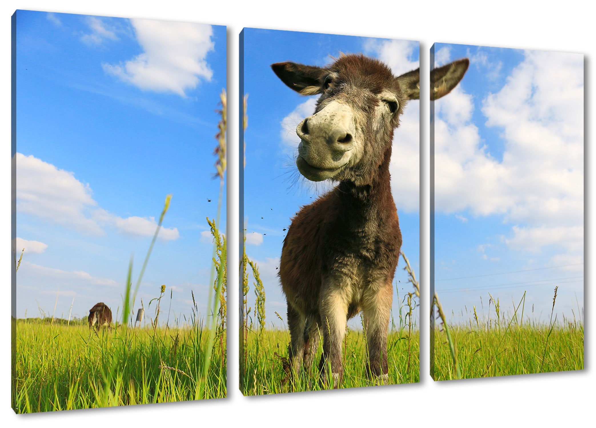 Pixxprint Leinwandbild Esel in einem Feld, Esel in einem Feld 3Teiler (120x80cm) (1 St), Leinwandbild fertig bespannt, inkl. Zackenaufhänger