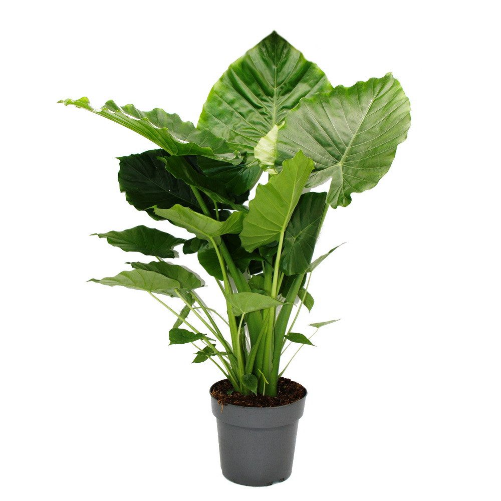 Exotenherz Zimmerpflanze Alocasia gageana California 21cm Solitärpflanze Pf günstig online kaufen