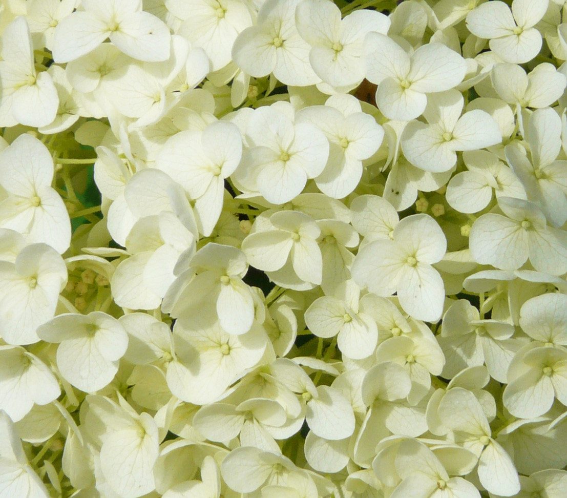 Dehner Zierstrauch Schneeball-Hortensie Strong Annabelle®, ca. 40 - 50 cm, creme-weiße Blütenbälle, lange Blütezeit