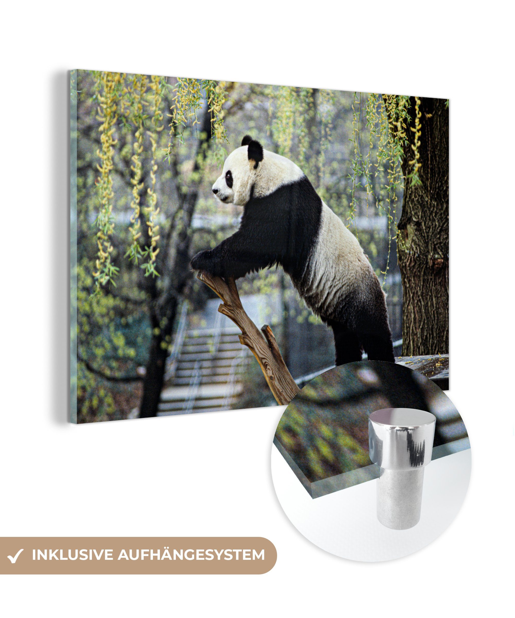 MuchoWow Acrylglasbild Panda - Fluss - Baum, (1 St), Acrylglasbilder Wohnzimmer & Schlafzimmer