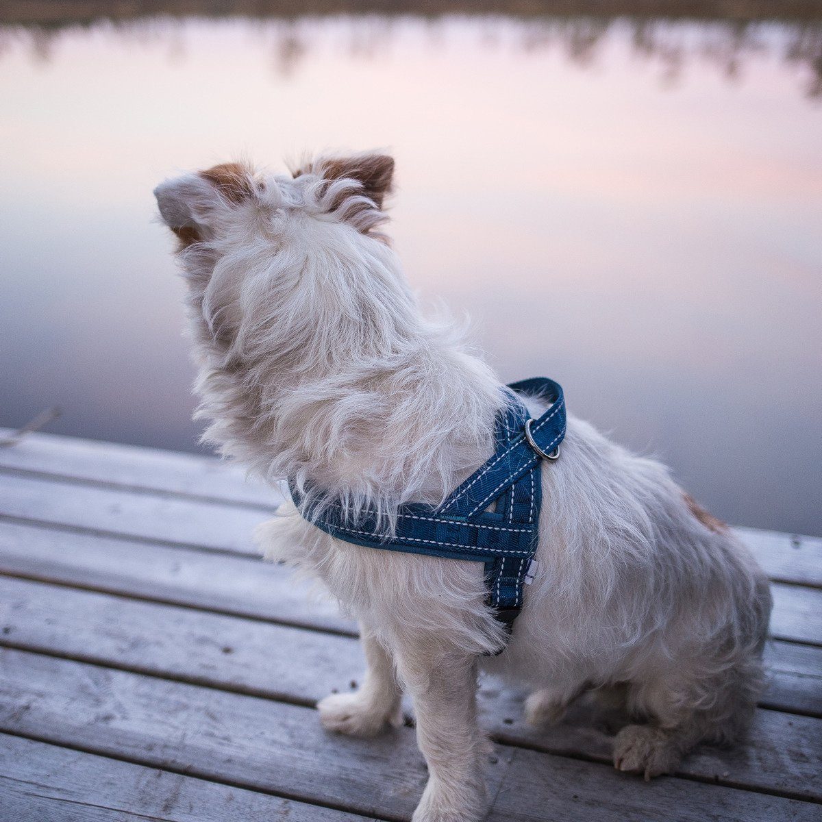HURTTA Hunde-Geschirr Casual Geschirr blau günstig online kaufen