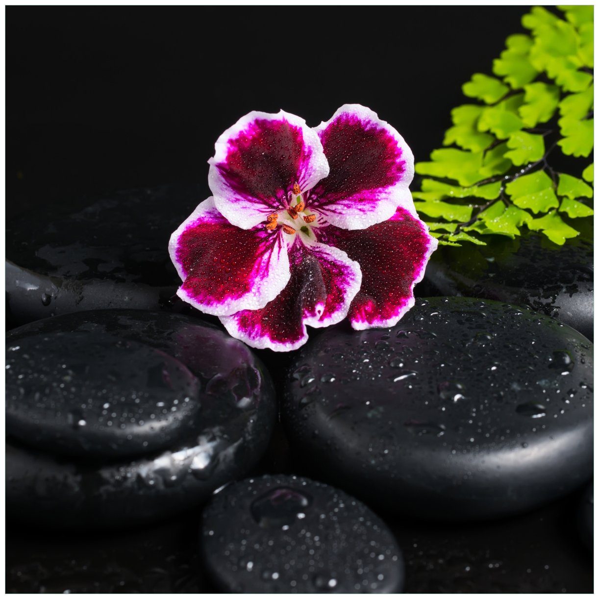 Wallario Tischplatte Geranienblüte auf schwarzen Steinen, benetzt mit Wassertropfen (1 St), für Ikea Lack Tisch geeignet