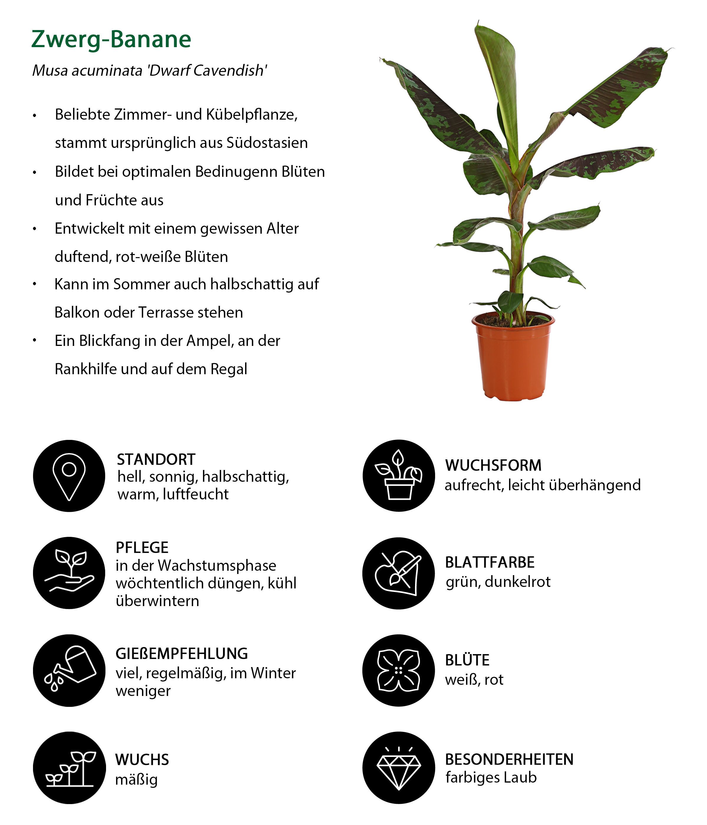 Dehner Zimmerpflanze Banane Dwarf Cavendish, Musa acuminata, ca. 60-70 cm, günstig online kaufen