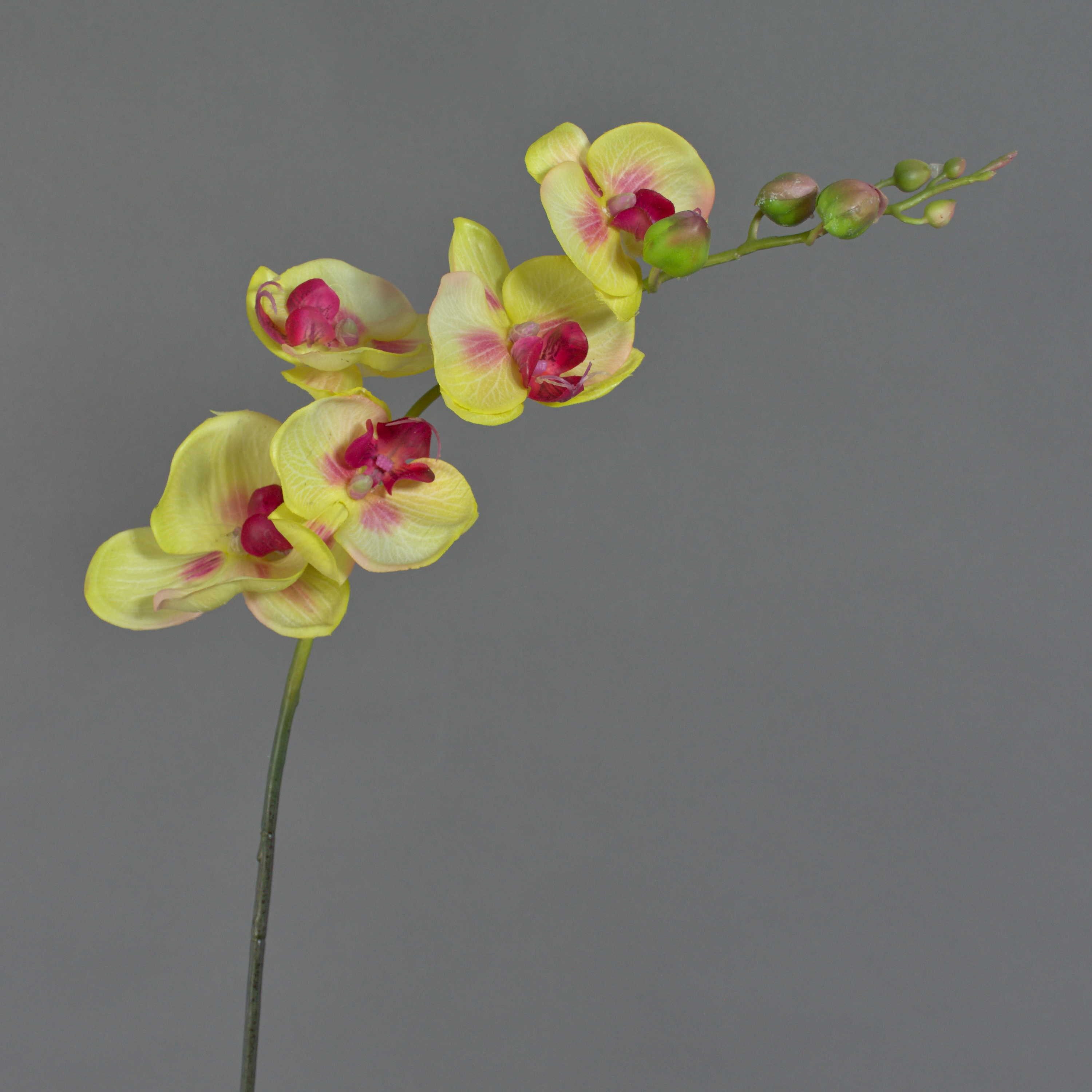 Kunstorchidee Künstlicher Phalaenopsis Zweig, real Touch, grün-Burgunderrot, 90cm Orchidee (Orchidee phalaenopsis), artplants, Höhe 80.0 cm