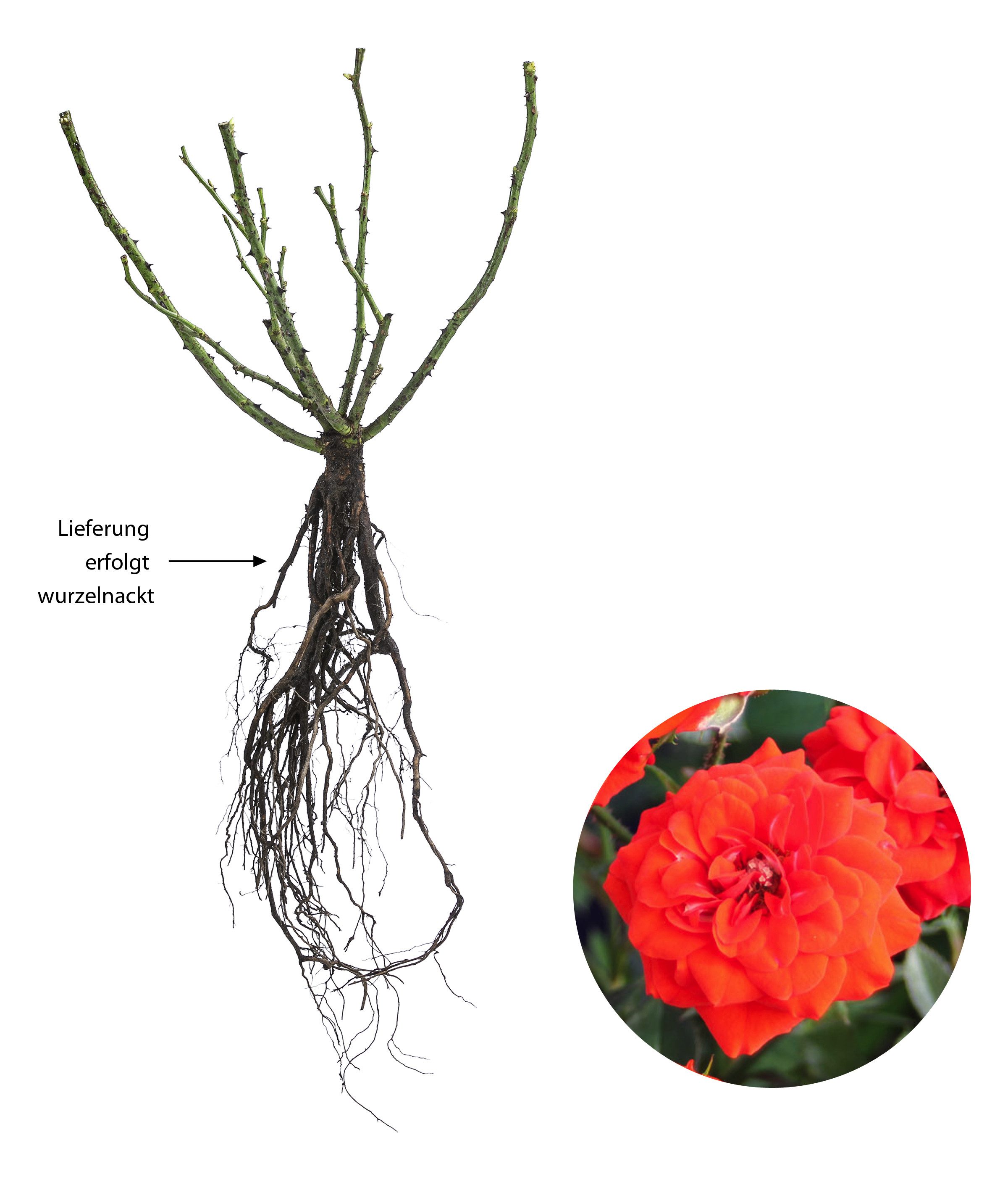 Dehner Rose Zwergrose Orange Babyflor®, orange-farbene Blüten, gefüllt, Züchter Tantau