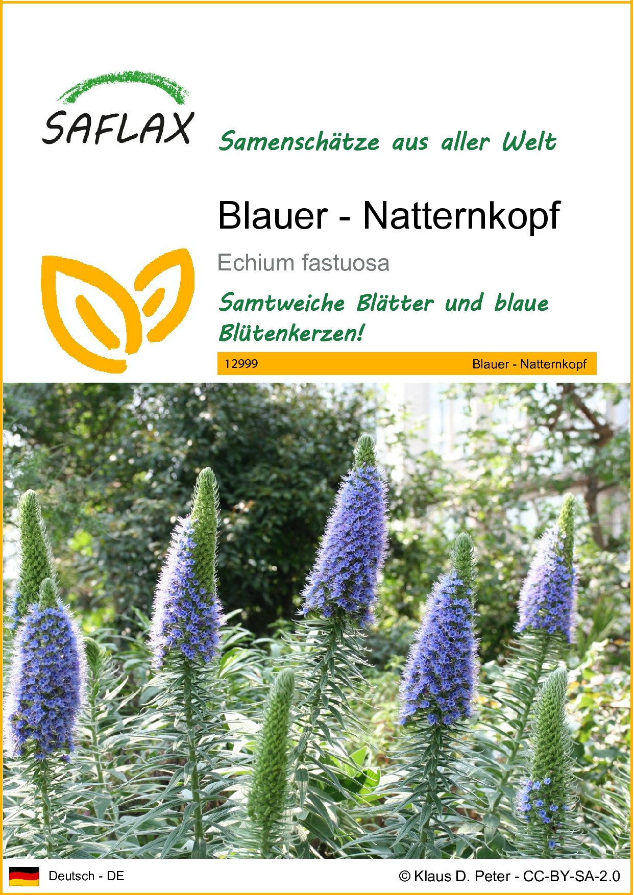 Blumensamen SAFLAX - Samen - Blauer - Natternkopf