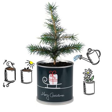 MacFlowers® Anzuchttopf Weihnachtsbaum in der Dose -Geschenk zu Weihnachten - Merry Christmas Schlitten von MacFlowers®