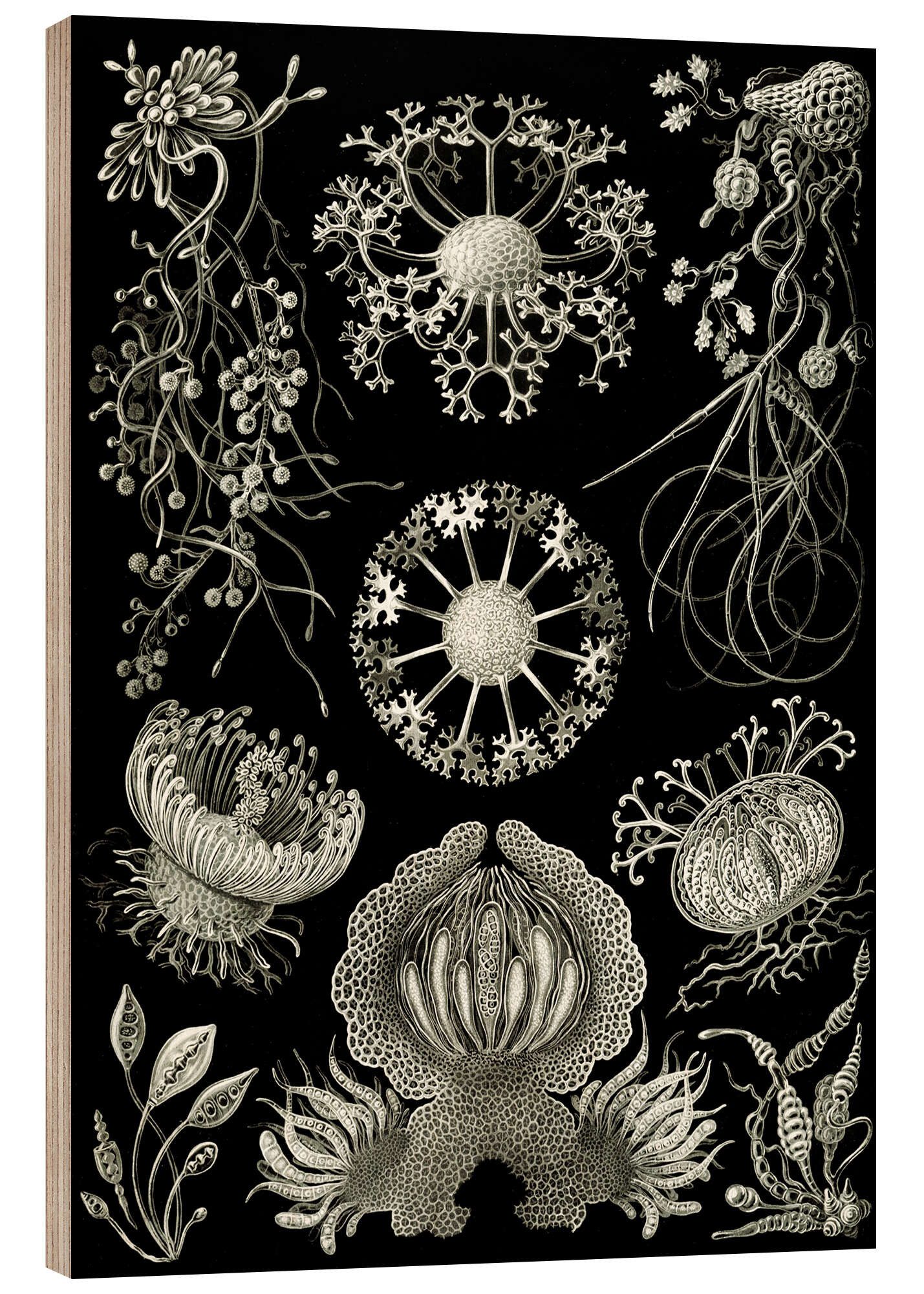 Posterlounge Holzbild Ernst Haeckel, Schlauchpilze, Ascomycetes (Kunstformen der Natur, 1899), Malerei