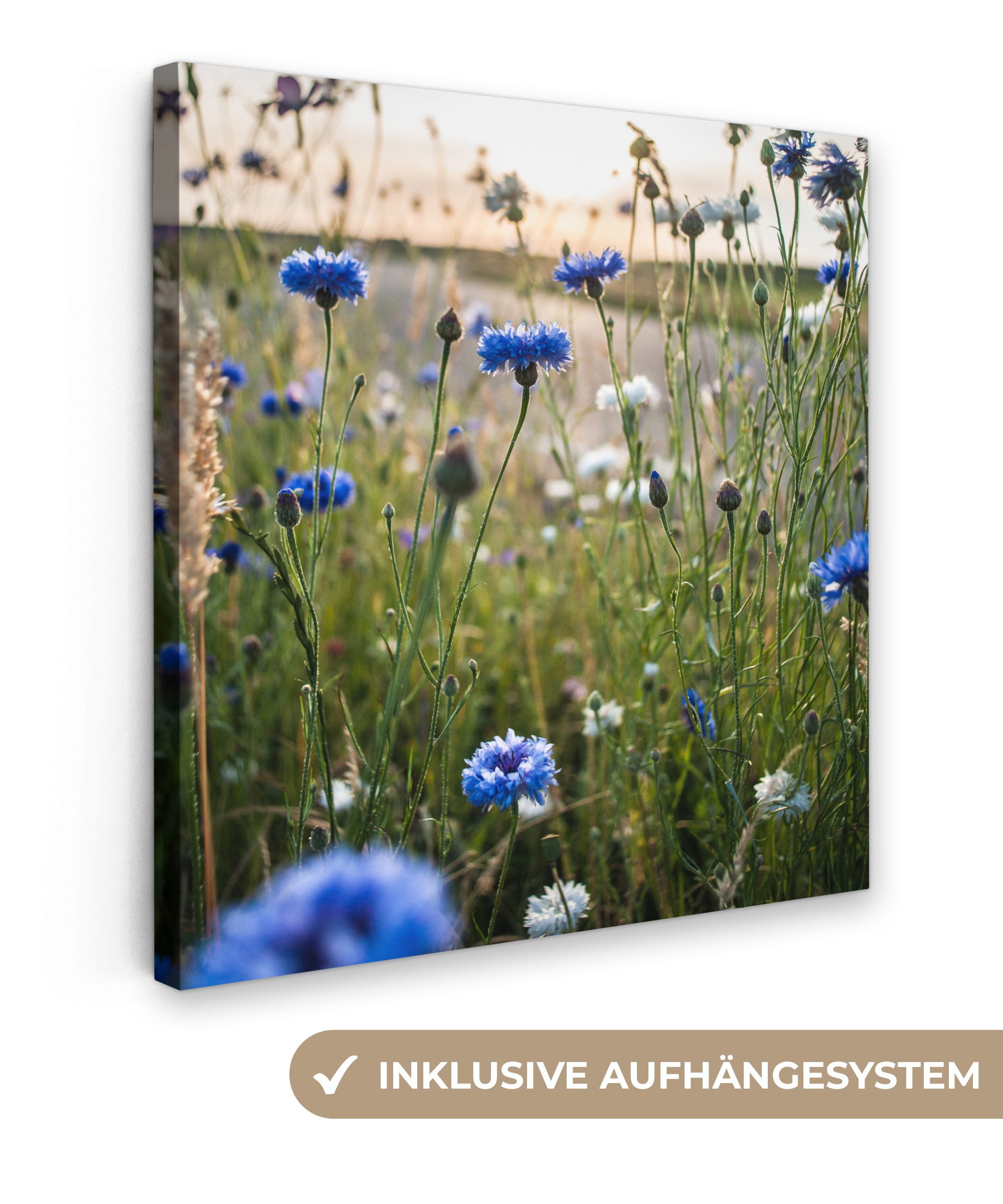 OneMillionCanvasses® Leinwandbild Blumen - Sommer - Kornblume - Blau - Sonn günstig online kaufen