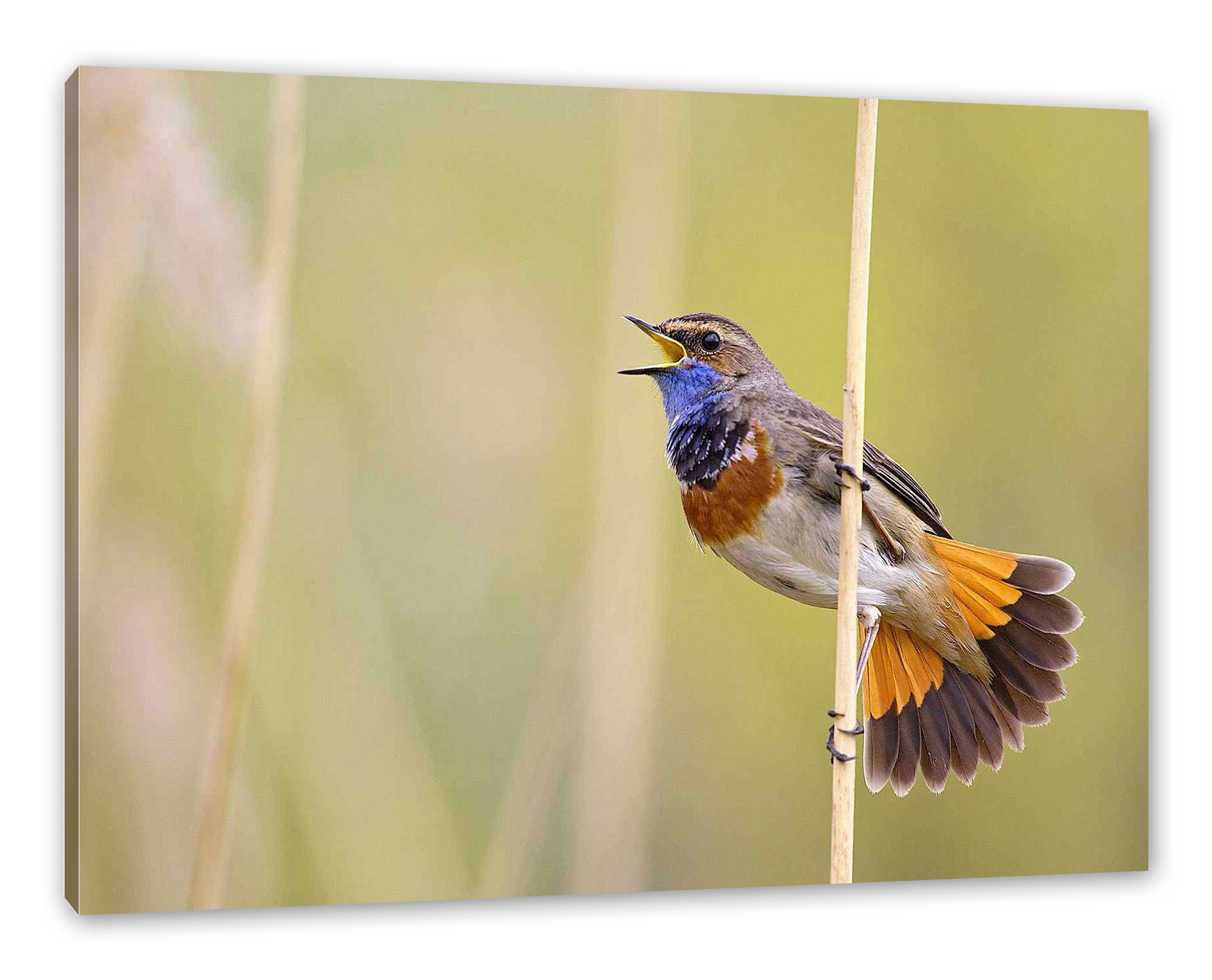 Pixxprint Leinwandbild schönes kleines Blaukehlchen, schönes kleines Blaukehlchen (1 St), Leinwandbild fertig bespannt, inkl. Zackenaufhänger