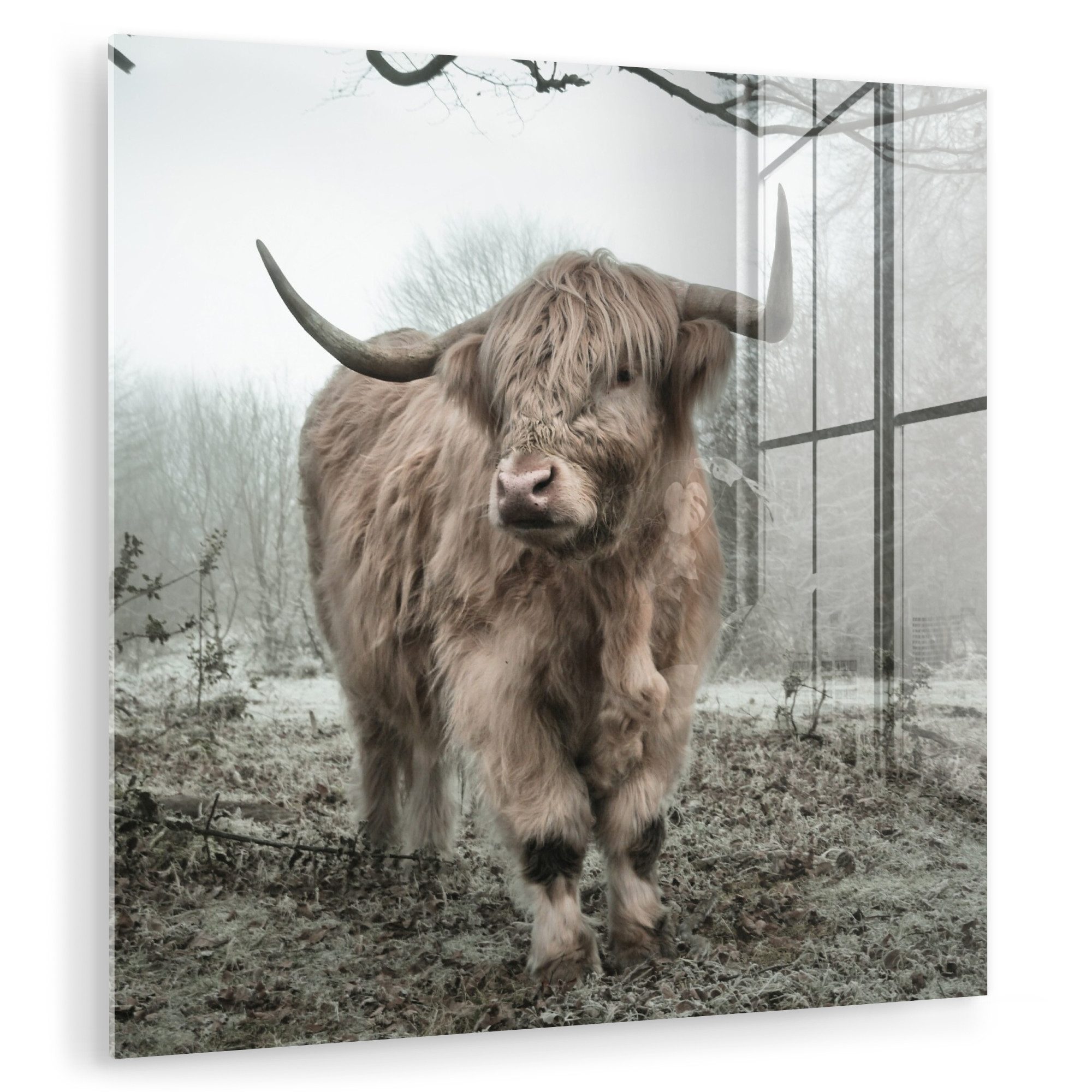 MuchoWow Acrylglasbild Schottischer Highlander - Wald günstig online kaufen