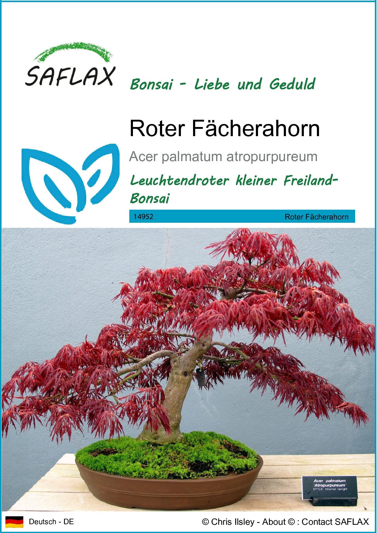 SAFLAX Blumensamen SAFLAX - Samen - Roter Fächerahorn