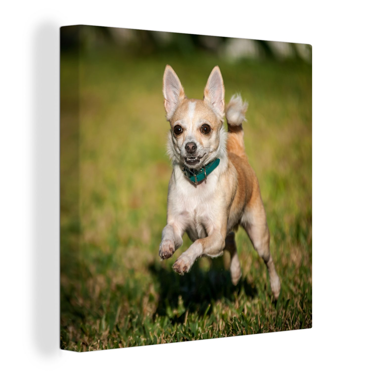 OneMillionCanvasses® Leinwandbild Ein lächelnder Chihuahua hüpft durch das Gras, (1 St), Leinwand Bilder für Wohnzimmer Schlafzimmer | Leinwandbilder