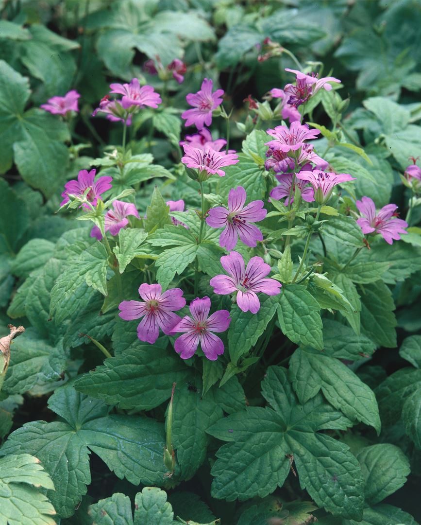 Pflanzen für Dich Staude Geranium nodosum, 1 St., Knotiger Storchschnabel