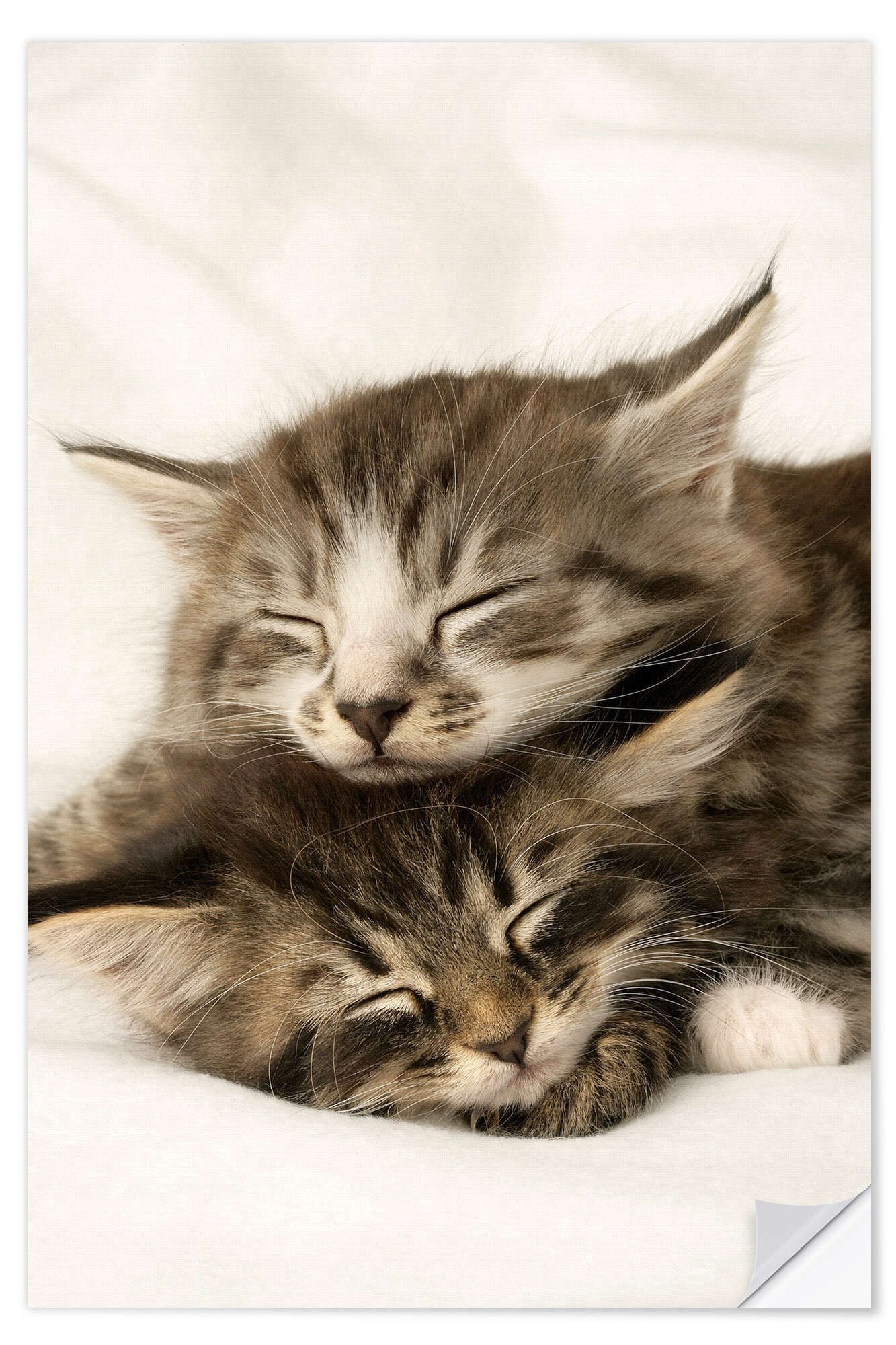 Posterlounge Wandbild Zwei schlafende Kätzchen, Greg Cuddiford, erhältlich als Poster, Leinwandbild, Wandsticker oder Acrylglasbild