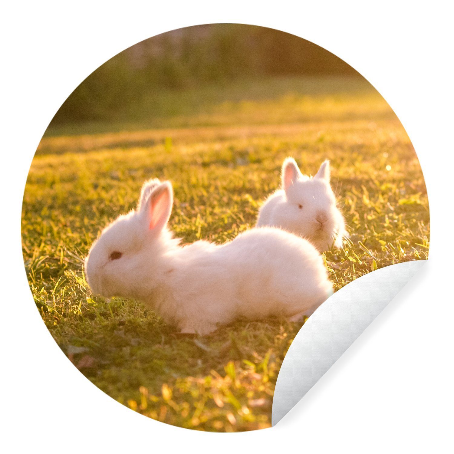 MuchoWow Wandsticker Kaninchen - Baby - Weiß (1 St), Tapetenkreis für Kinderzimmer, Tapetenaufkleber, Rund, Wohnzimmer