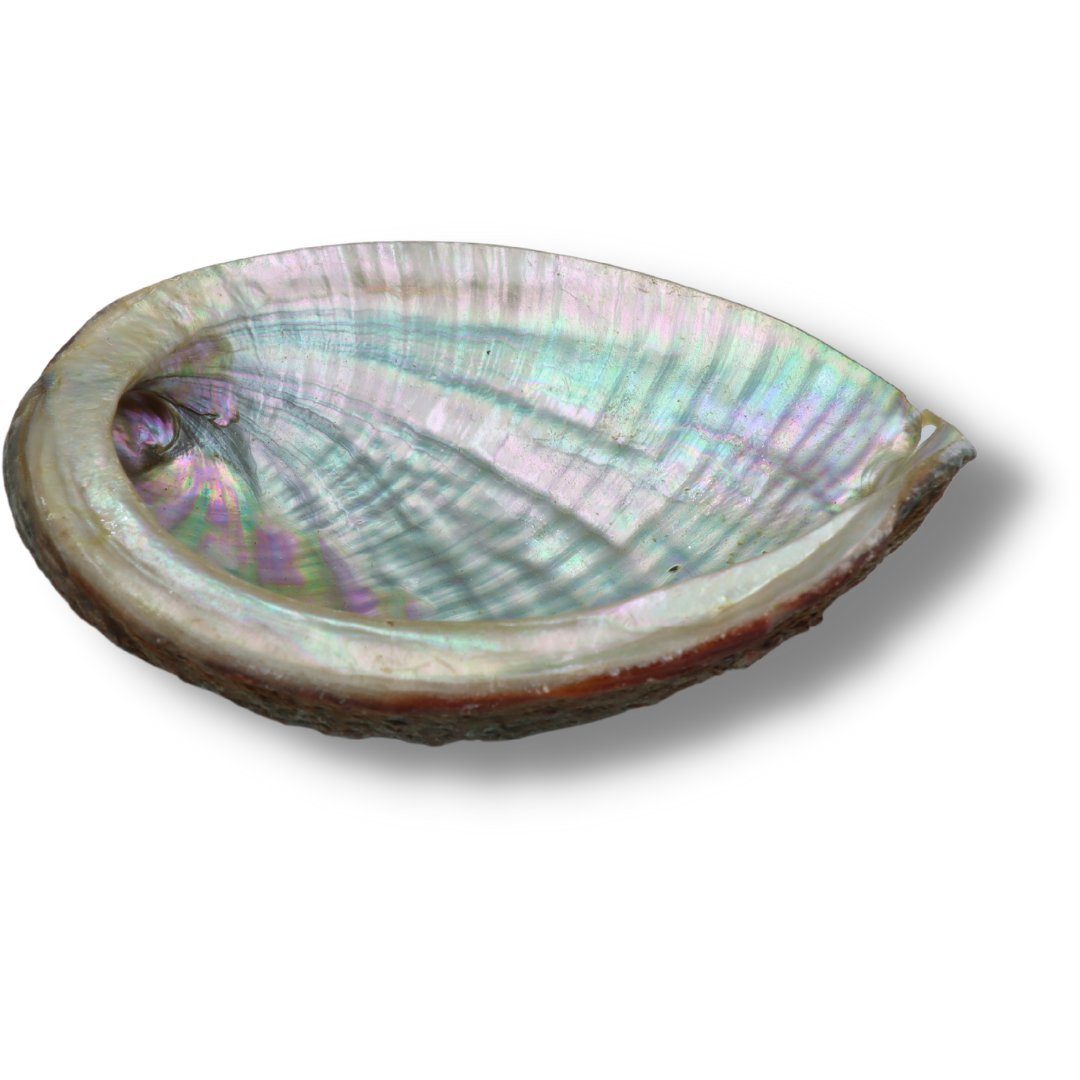 LAVISA Пахощі конуси Weißer Salbei Premium, Abalone Muschel, Palo Santo, Salbei Räucher Smudge Abalone White Sage