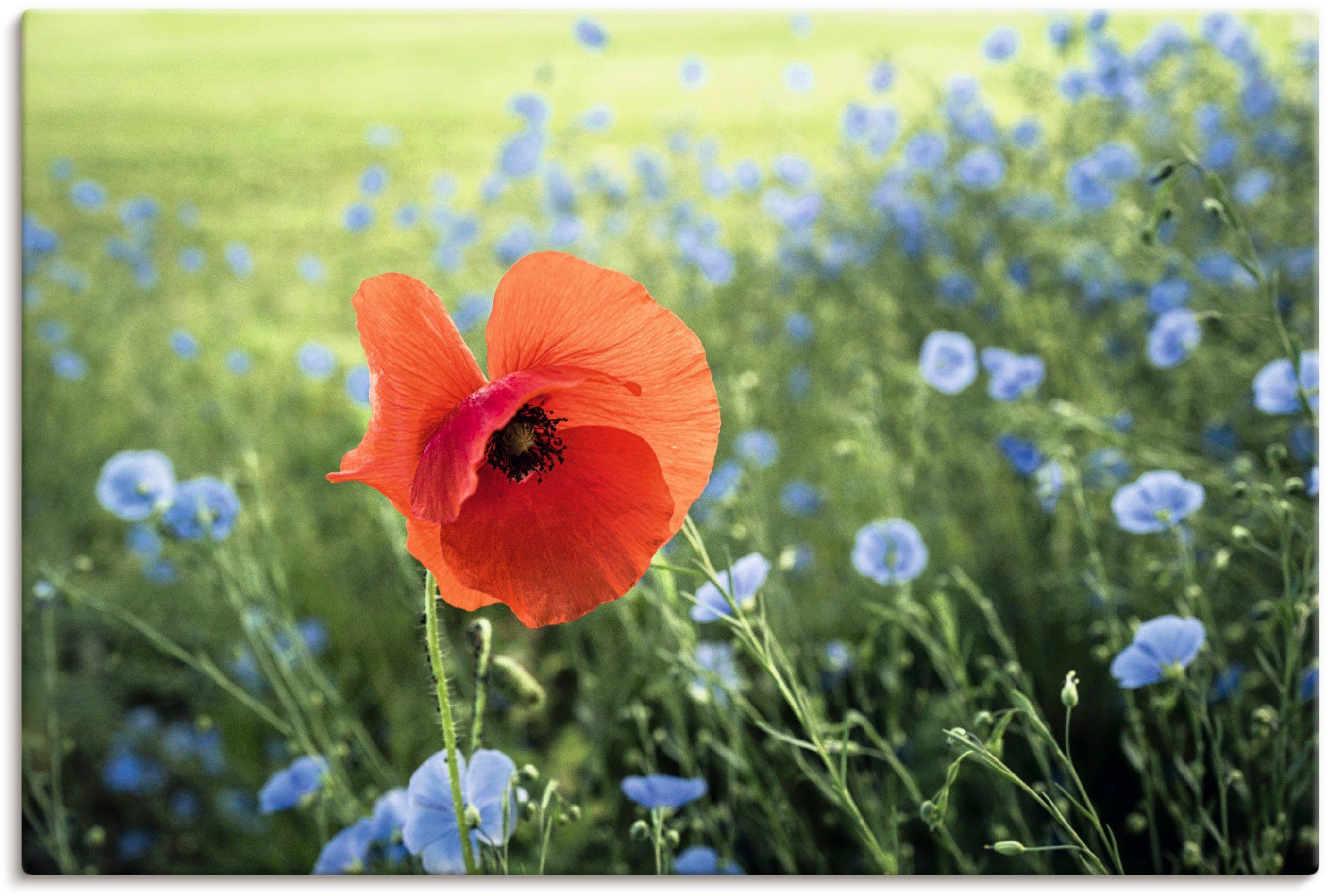 Wandbild Artland Wandaufkleber (1 versch. III, oder Alubild, Leinwandbild, St), Mohnblüte in Größen Blumenbilder Poster als