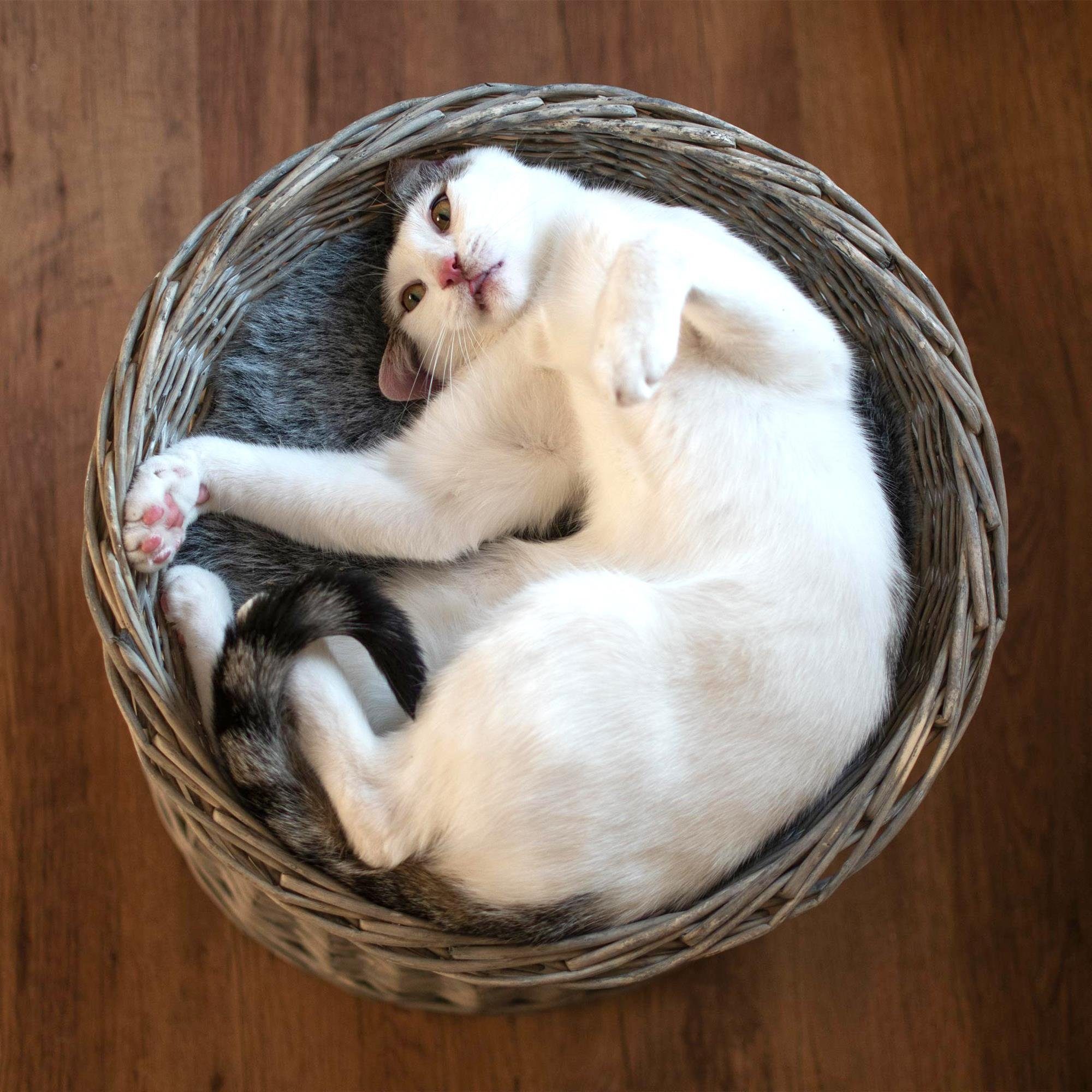 UNUS ANIMALS Tierkorb Katzenkorb Rattan Grau – Bild 5 von 5