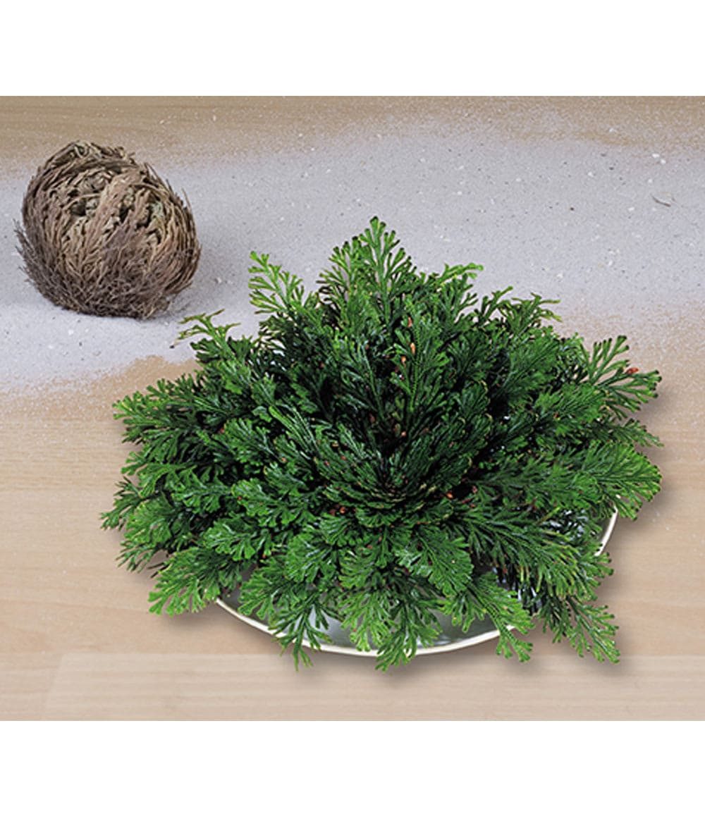 BALDUR Garten Zimmerpflanze Rose von Jericho, 1 St., Auferstehungspflanze, pflegeleicht