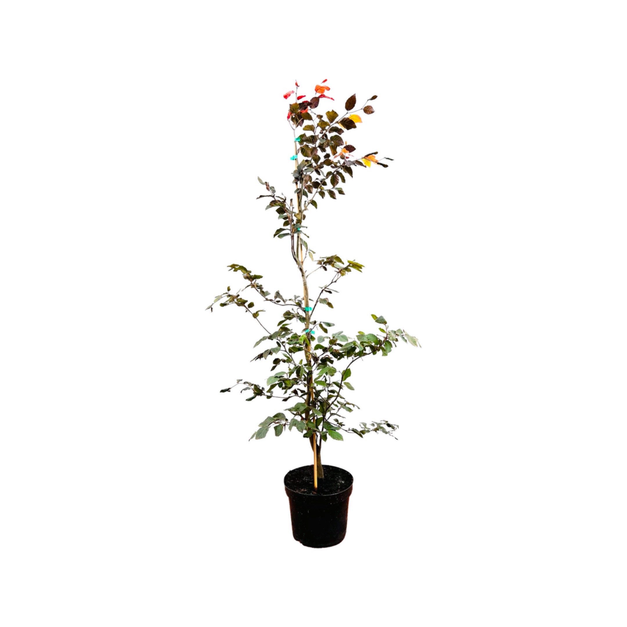 Pflanzen für Dich Baum Fagus sylvatica Purpurea, 1 St., Blutbuche, Rotbuche, dunkelrot, schattenverträglich