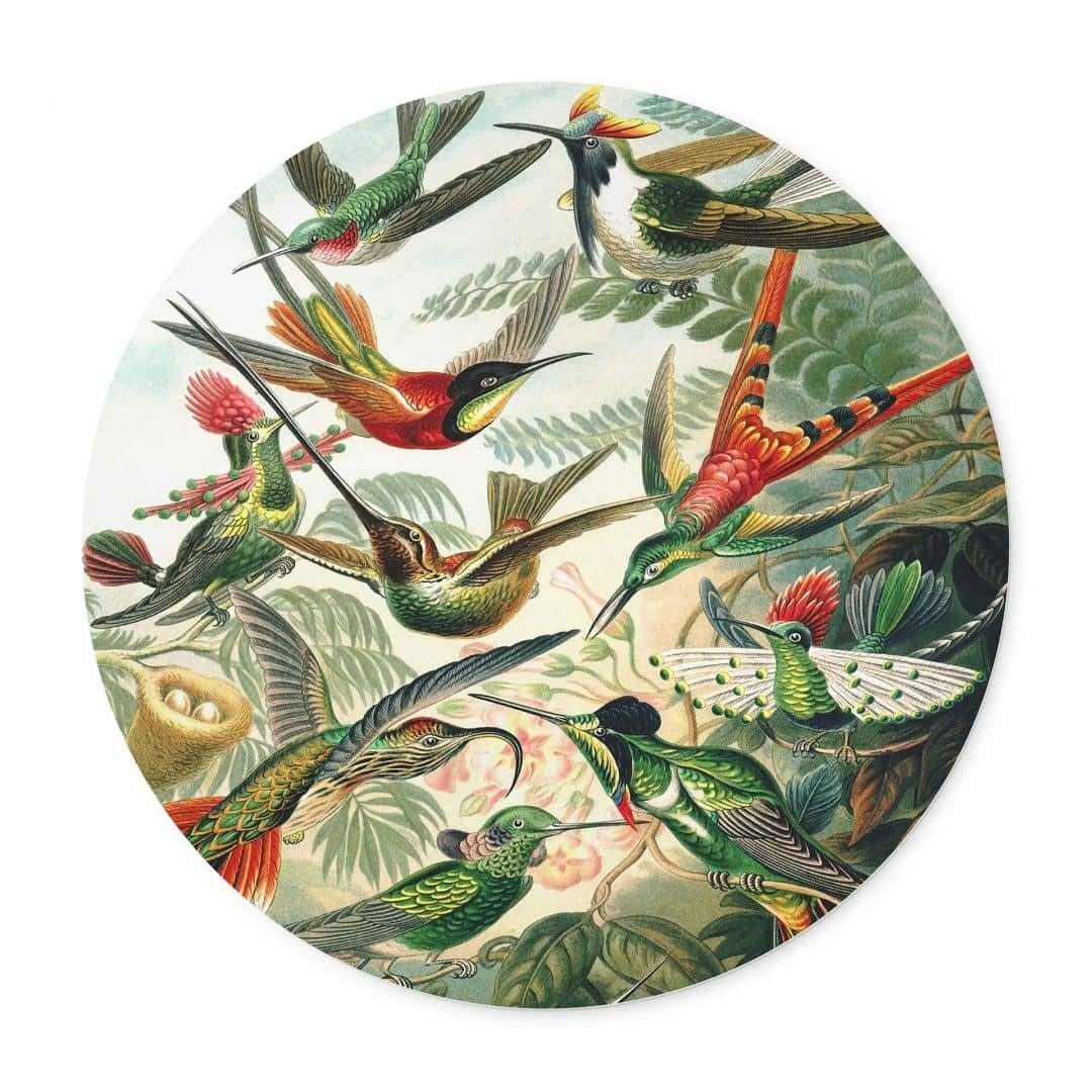 K&L Wall Art Poster Wandbild Poster Rund Gemälde Kolibris tropischer Regenwald Haeckel, Wohnzimmer Kunstdruck modern