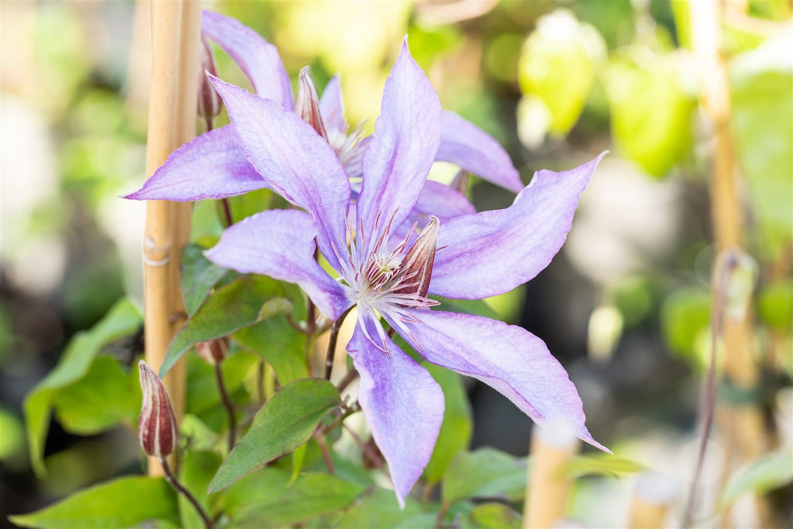 Pflanzen für Dich Kletterpflanze Clematis Hybride Jackmanii, 1 St., Waldrebe, Clematis, violettblühend, kletterpflanze