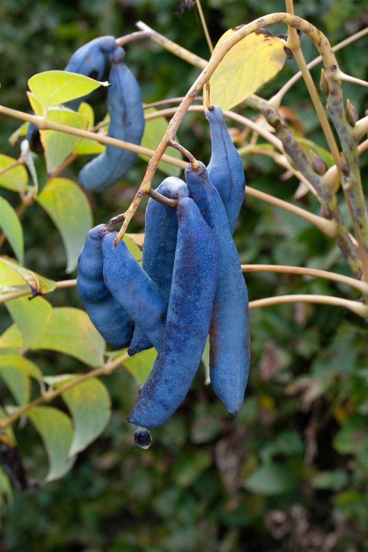 Pflanzen für Dich Gehölze Decaisnea fargesii, 1 St., Blaugurke, Blauschote, Blauer Gurkenstrauch