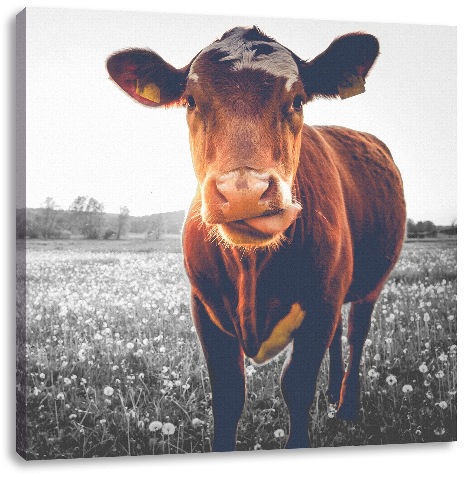 Pixxprint St), auf bespannt, Kuh inkl. auf fertig Kuh Zackenaufhänger Leinwandbild Leinwandbild (1 Butterblumenwiese Butterblumenwiese,